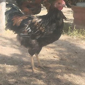 horozhoroz