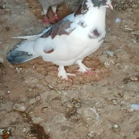 Kepter