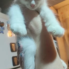 Котята / Pisikler.