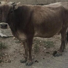 SYGYR