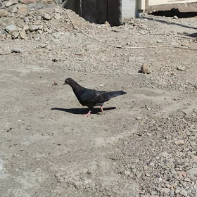 kepderi