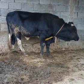 öküz
