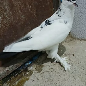 kepderi