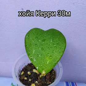 Цветы
