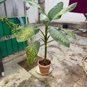 dihimbardiya