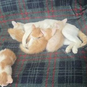 Отдам котят в добрые руки