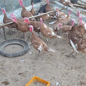 İNDUK