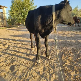 öküzler