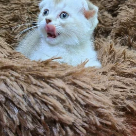 шотландские котятки