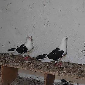 kepderi