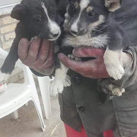 продаются щенки