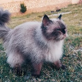 PERSITSKI GYZ PISIK