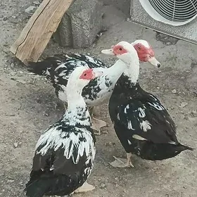 ördek