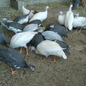 Sisarka