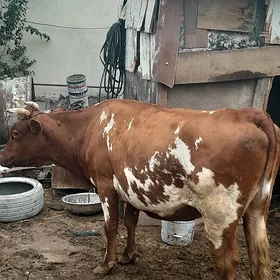 göleli sygir