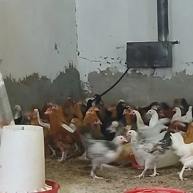 Yaş maki