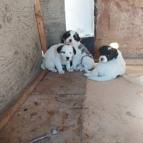 Şenok Sobak.Dewoçka.🦮