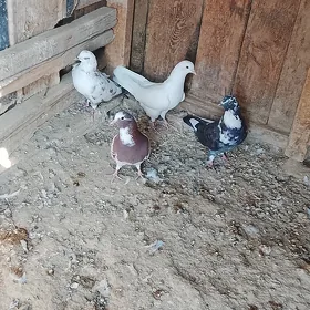 Kepderi