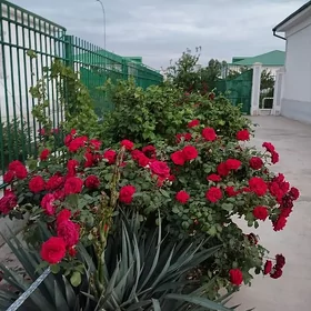Taze zaman ♥️ Тазе заман