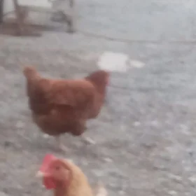 towuklar