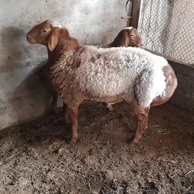 Gysar goç