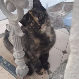 КОТЯТА В ДОБРЫЕ РУКИ.
