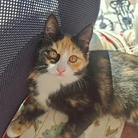 КОТЯТА БЕСПЛАТНО