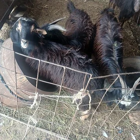 Cebiş