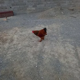 brama horaz