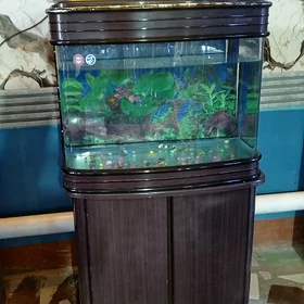 Akwaryum