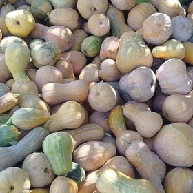 Mallyk kàdi