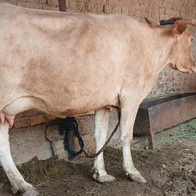 Göleli sygyr, Tüwe .