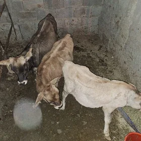 3 sany tohum swes okuzler