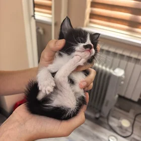 Котенок