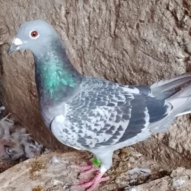 Kepderi  paştowy