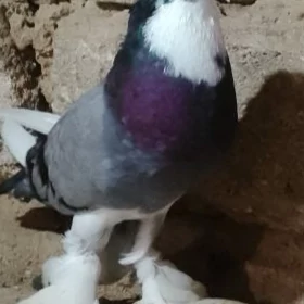 Kepderi Dutyş