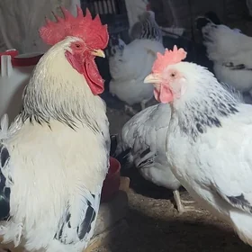 adler yumurtga jüýje🐣