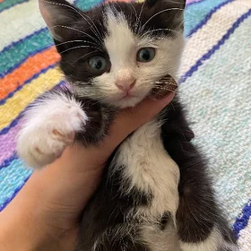 котенок в добрые руки