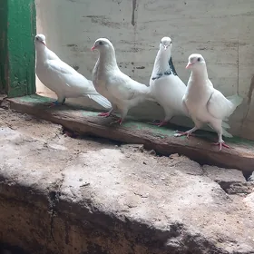 kepderi