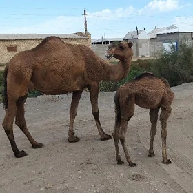 kösökli duyeKöşökli duye