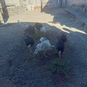 induk erkek,urkaçy