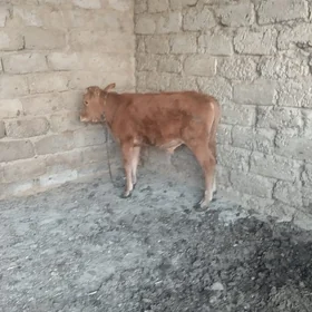 öküz