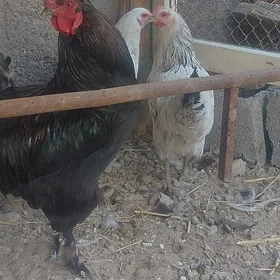 horaz