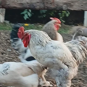 Brama horazBrama horaz