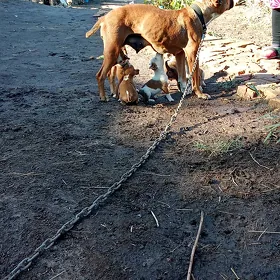 питбул