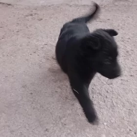 Афчарка немка