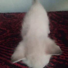 сиамский котенок
