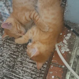 котята