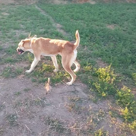 alabaý it