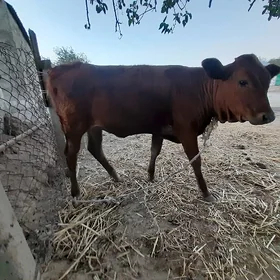 Sygyr